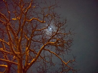 Old tree walnut wood