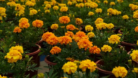 Nature plant garden