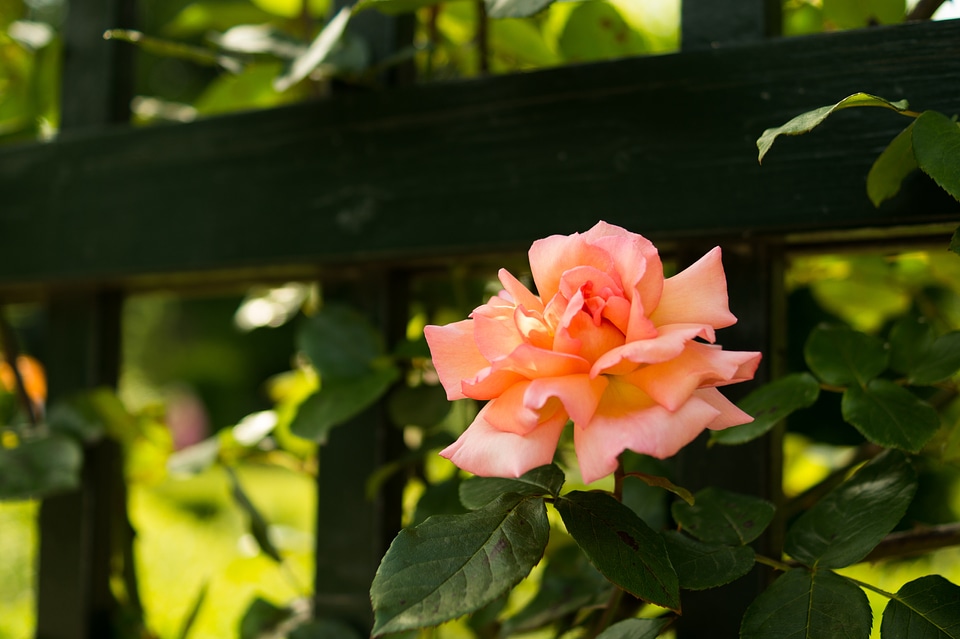 Fence garden nature
