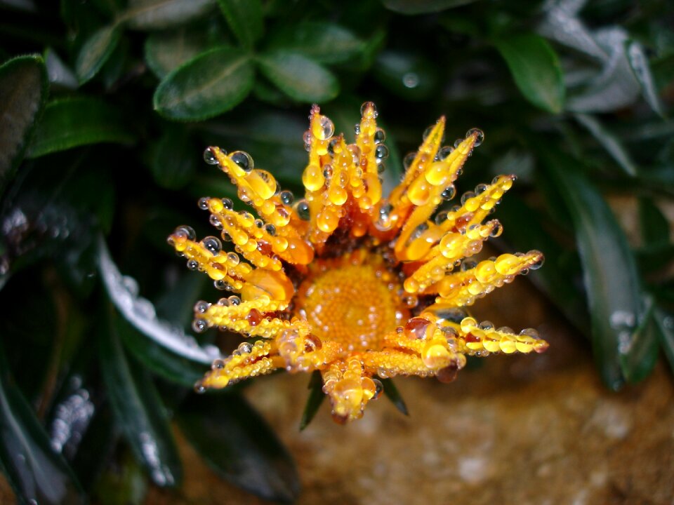 Blossom bloom flower