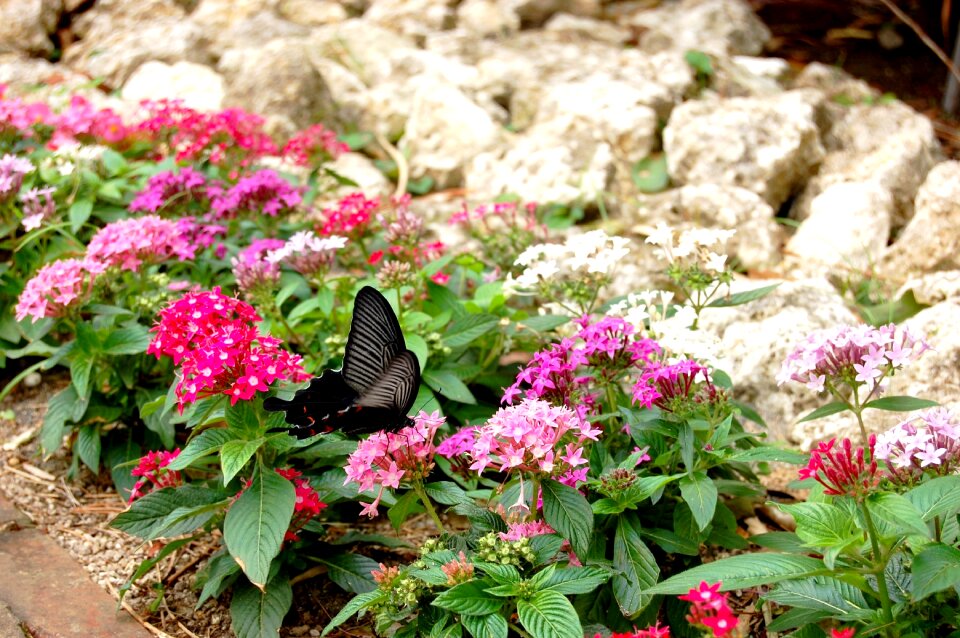 Leaf garden pink