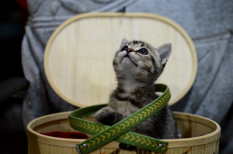 The basket animal Free photos
