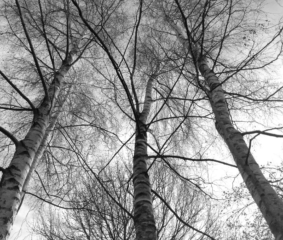 Branch tribe season