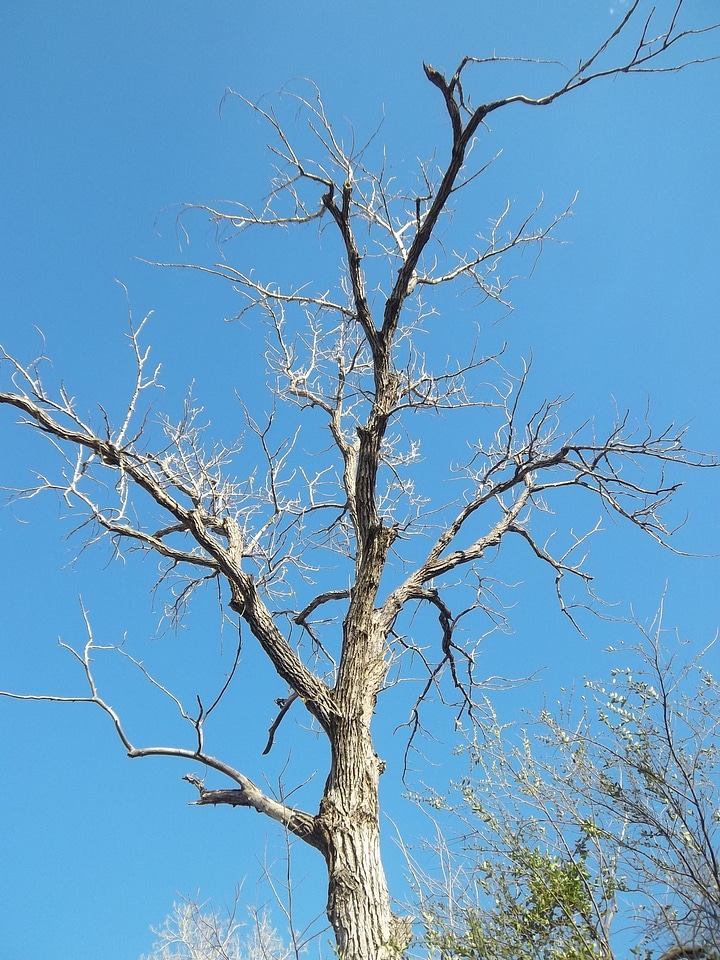 Nature outside dead