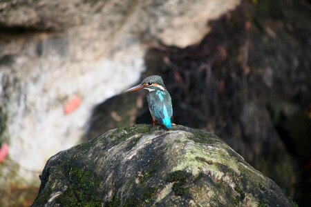 Rock outdoors wildlife photo