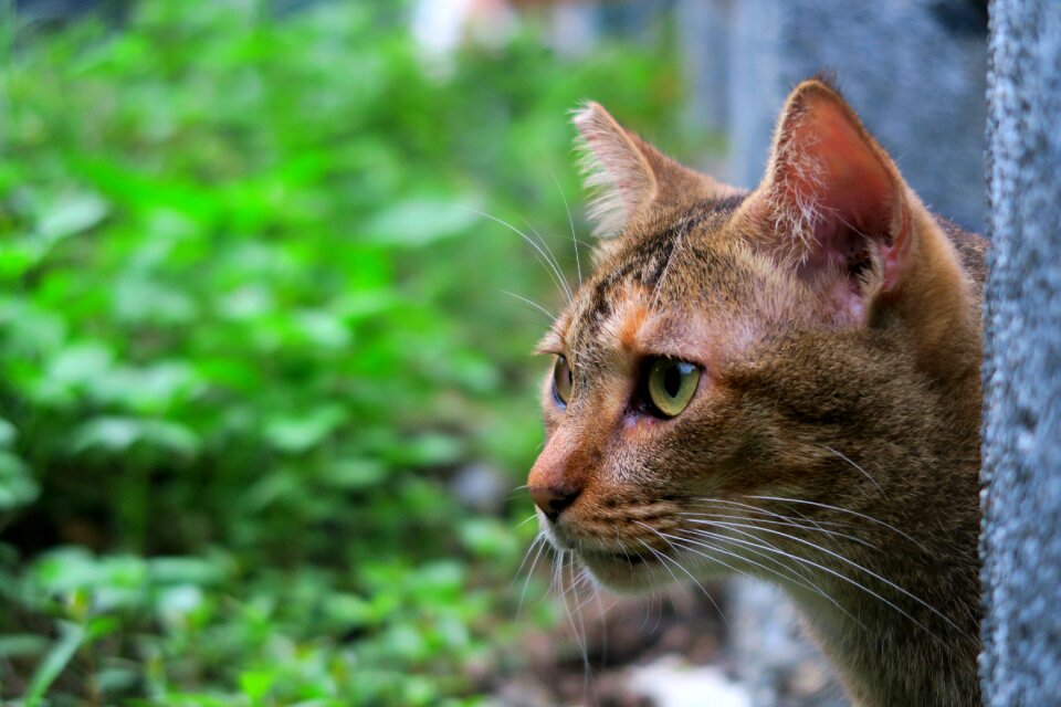 Animal outdoor cat