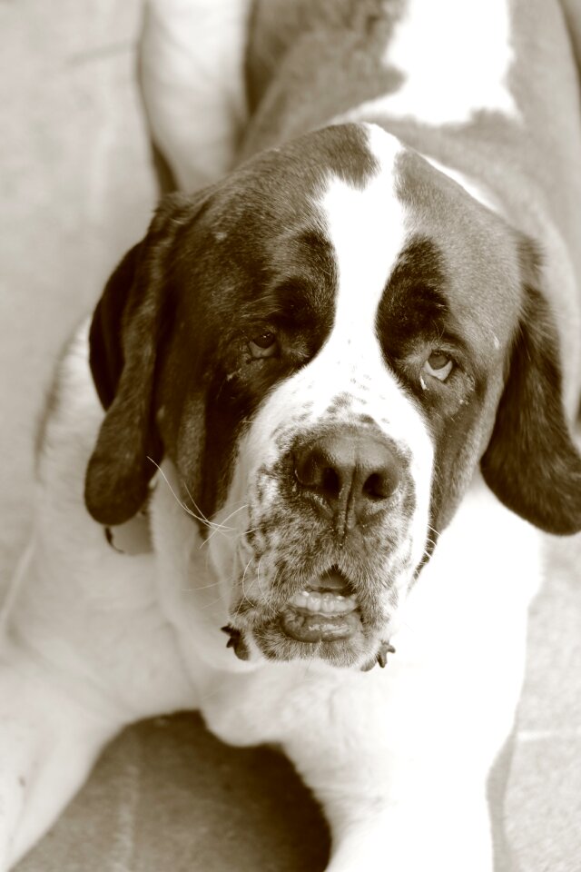Mammal portrait saint bernard