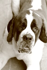 Mammal portrait saint bernard