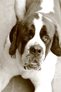 Mammal portrait saint bernard photo