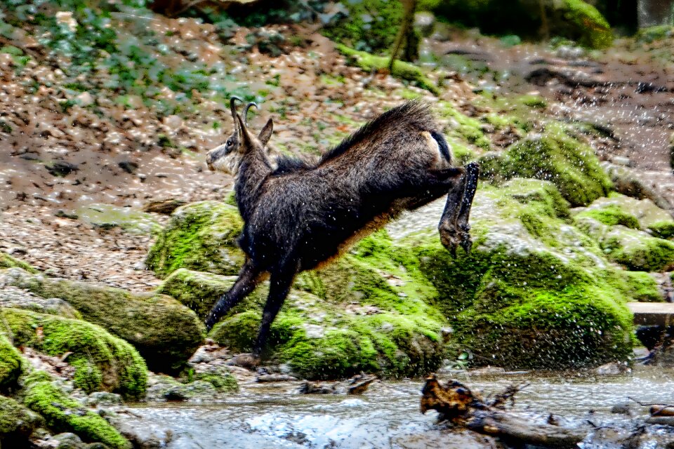 Wild mammal chamois