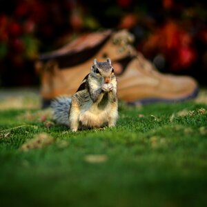 Nature rodent