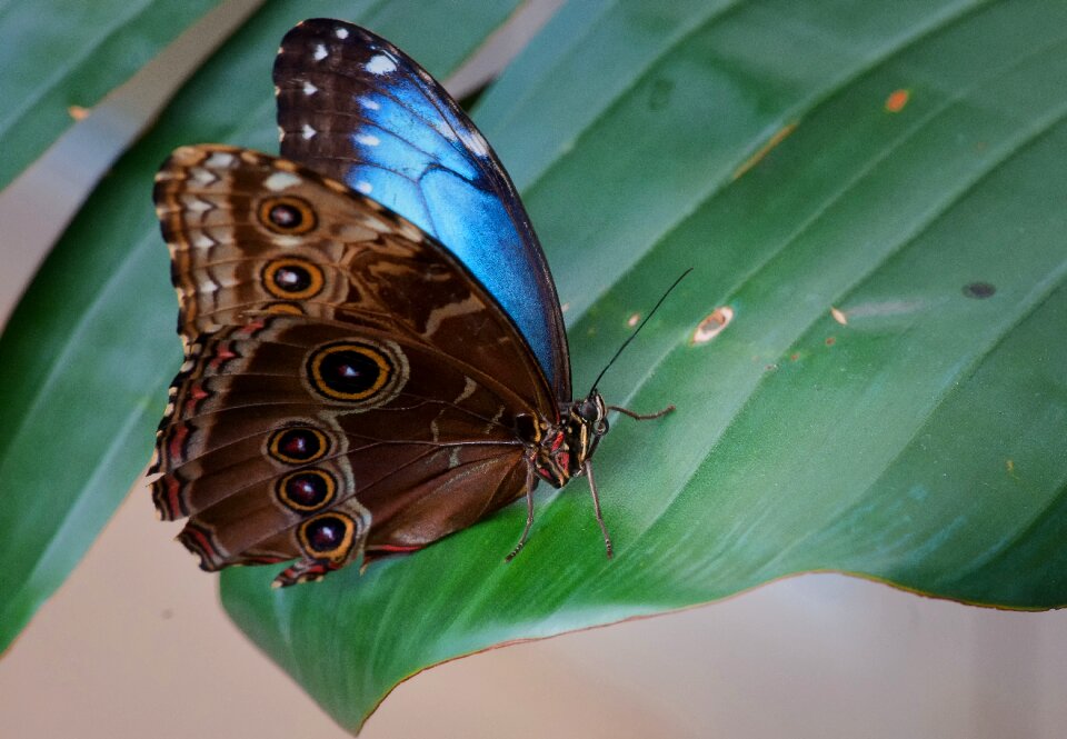 Animal world wing tropical