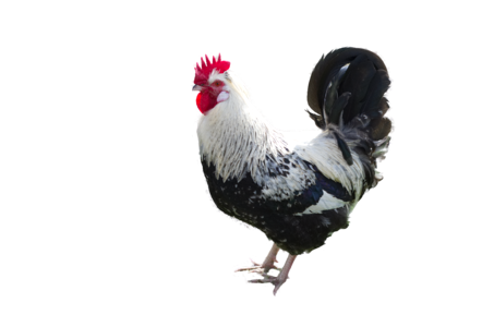 Hahn poultry gockel photo