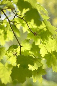 Growth outdoors