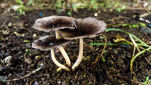 Mushroom wild grass