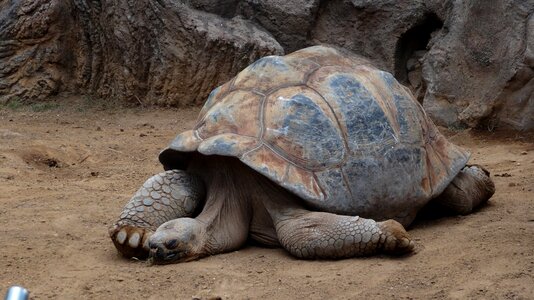 Turtle reptile nature