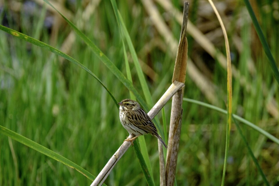 Grass little animal