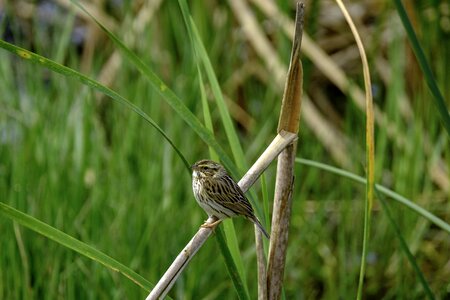 Grass little animal