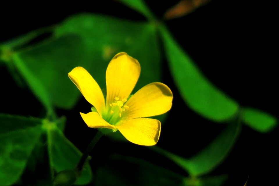 Flower garden outdoor