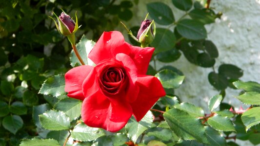 Red nature bud
