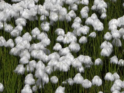 Plant flower field