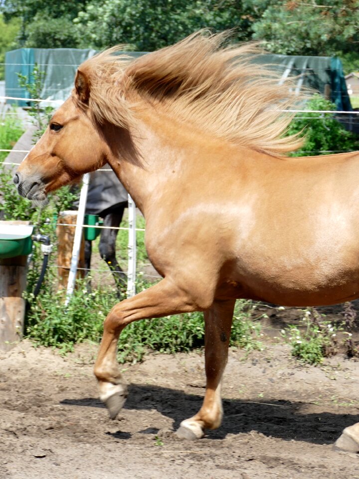 Iceland horse gallop nature