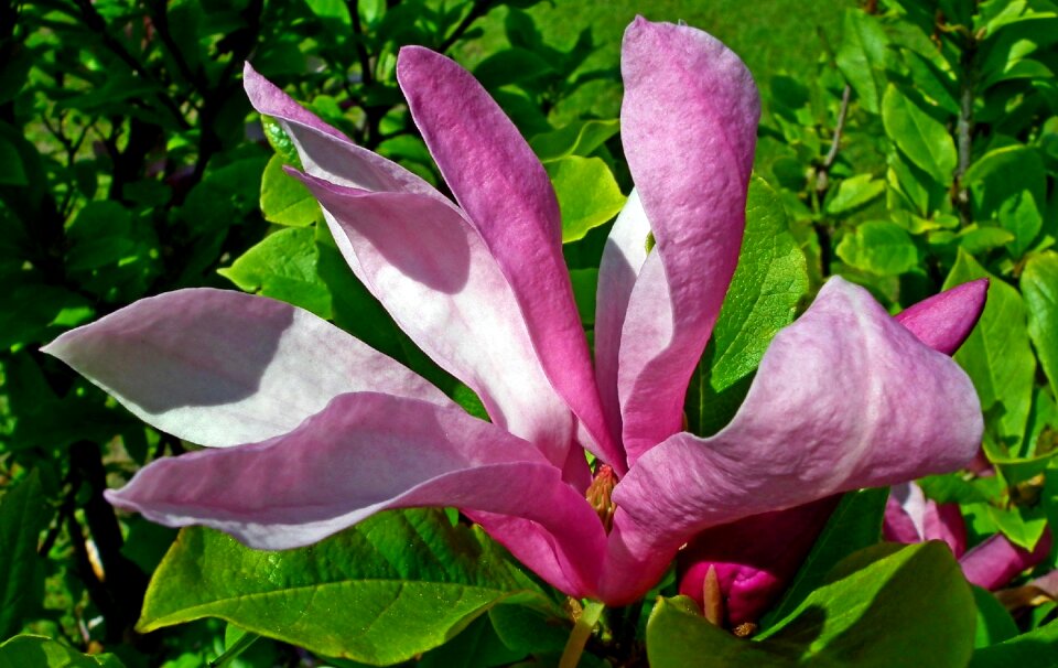 Magnolia bush leaf photo