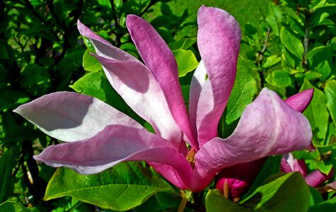 Magnolia bush leaf photo