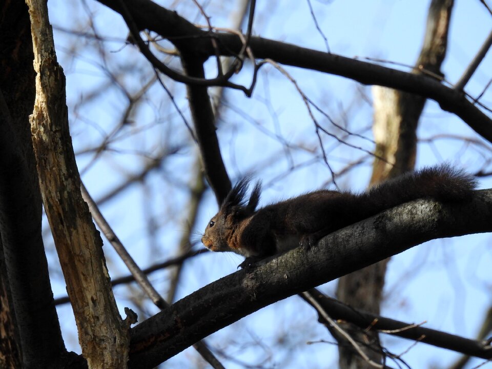 The squirrel the animals of the forest Free photos