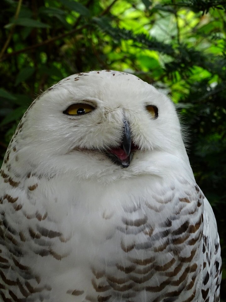 Feather nature predator