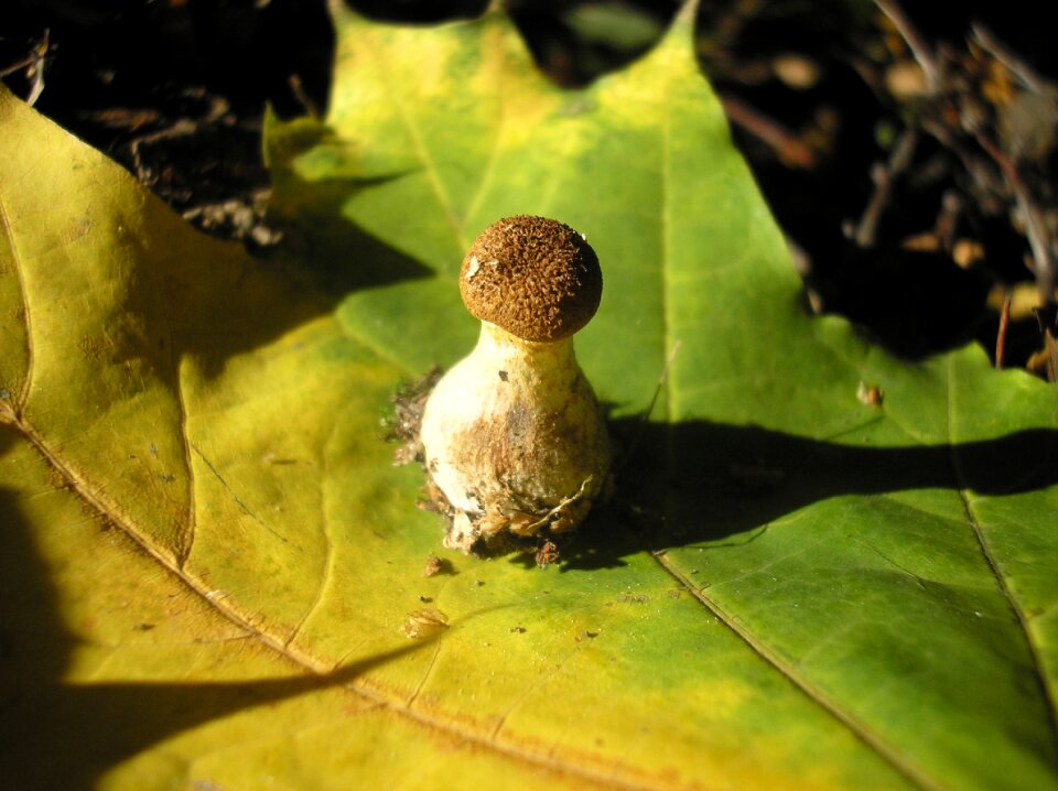 Plant mushroom armillaria