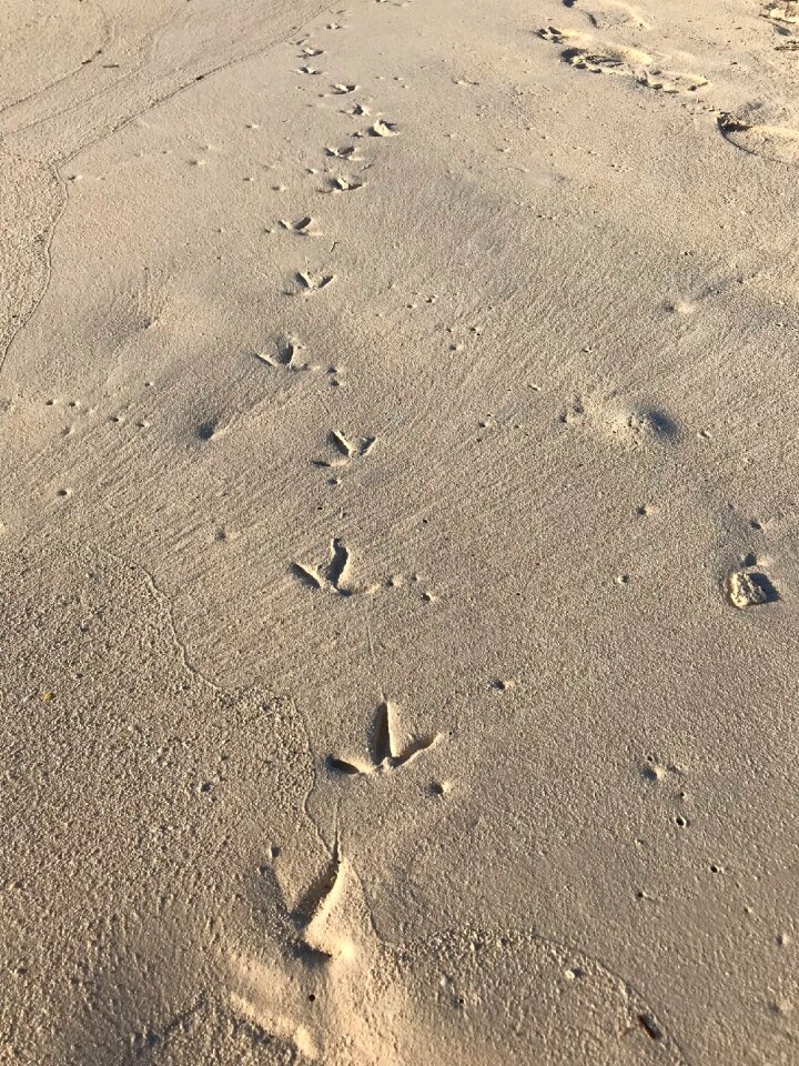 Footprint seashore seaside