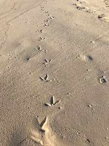 Footprint seashore seaside photo