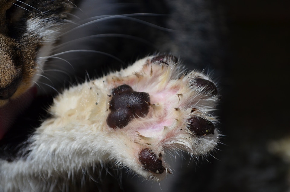 Cat's paw paw print paw