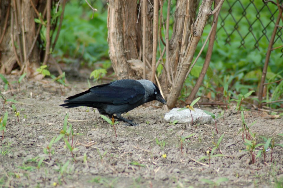 Nature animals at the court of