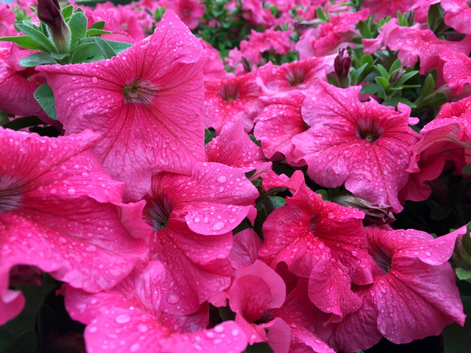 Rainy nature blossom