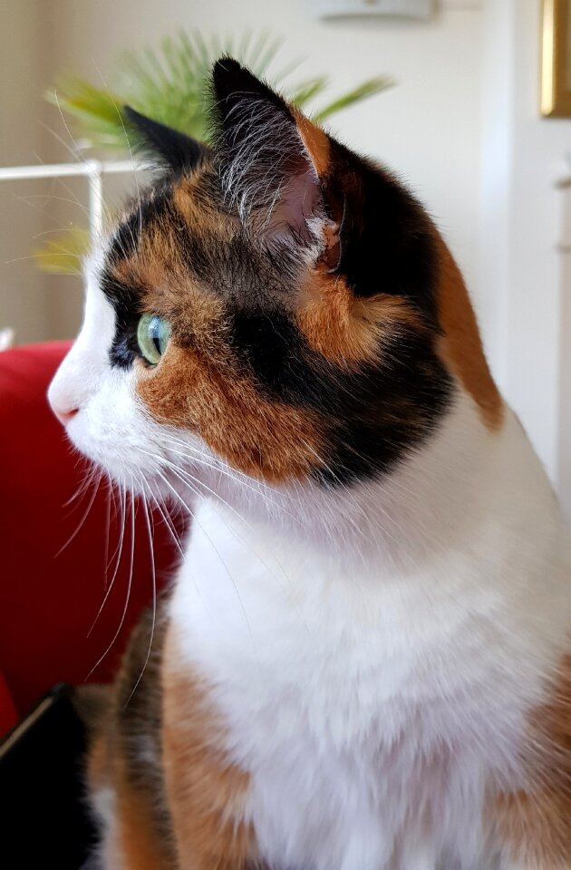 Alert pet curiosity