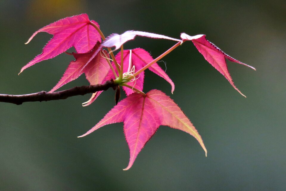 Plant flower color