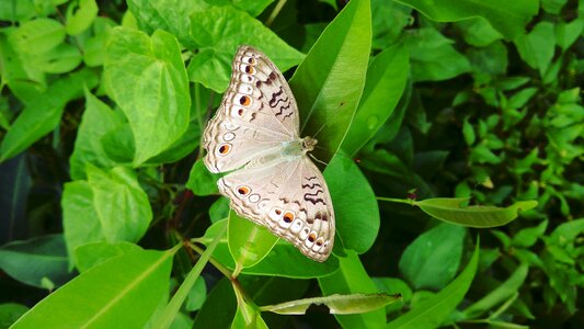 Wing leaf