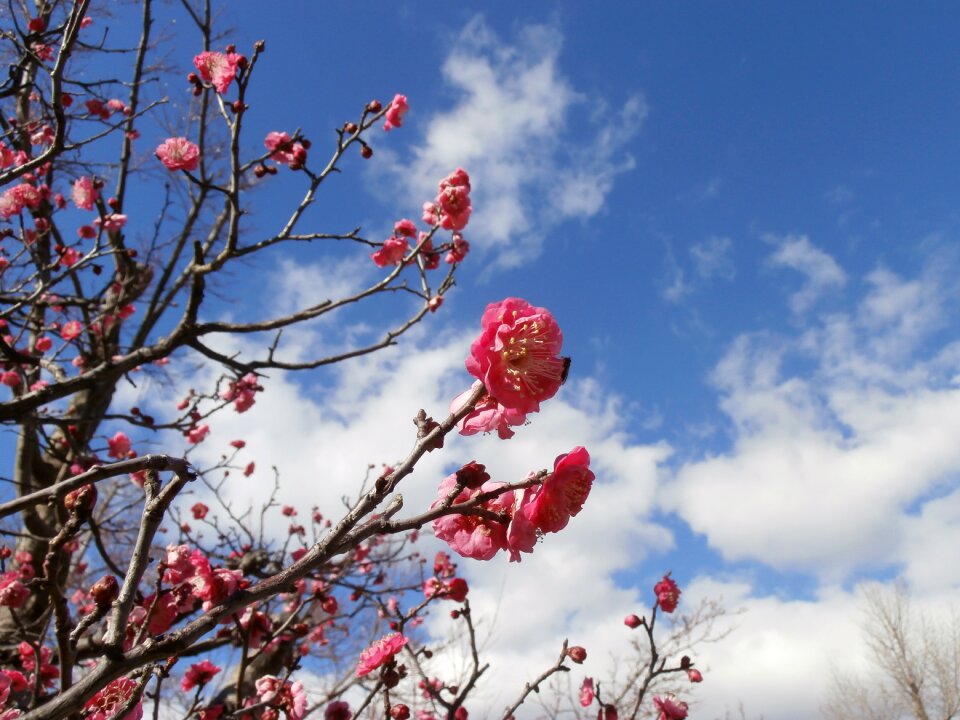 Seasonal natural plum