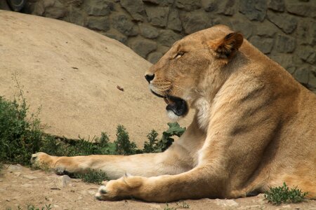 Wild lion animal photo
