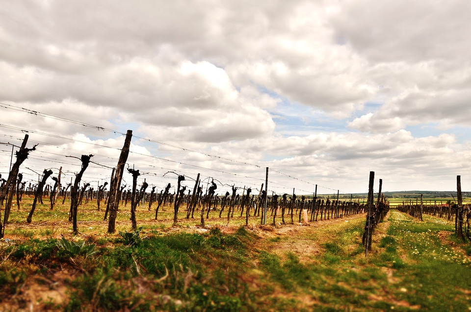 Grapes winegrowing vineyard