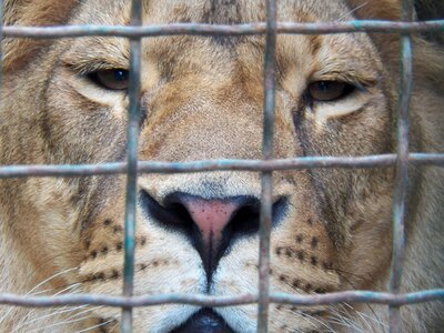 Animals mammals cage photo