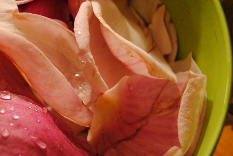 Nature flower petals edible petals