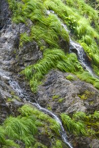 Moss plant stone photo