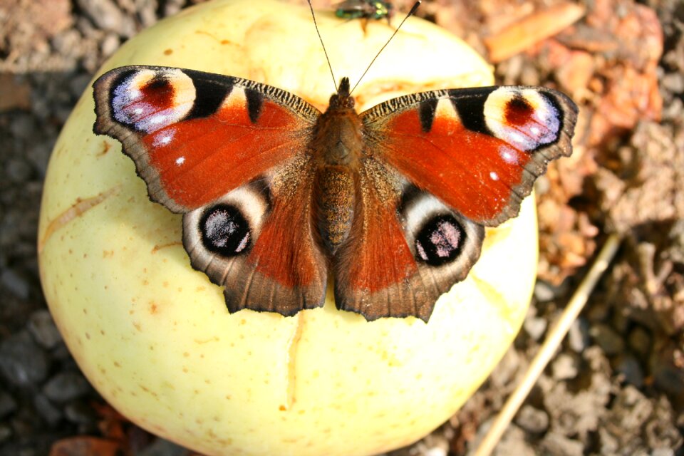 Animal butterfly wing