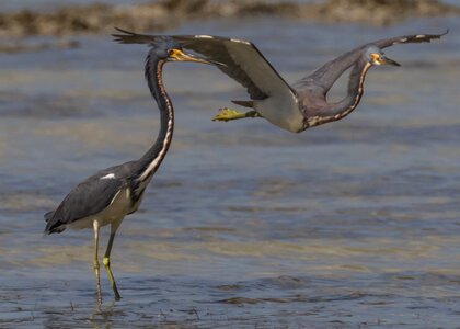 Bird wildlife water