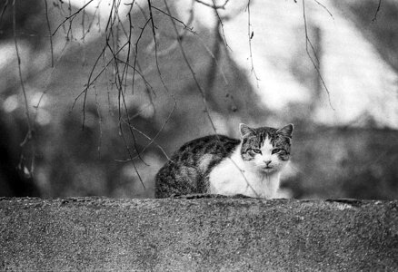 Animal outdoors