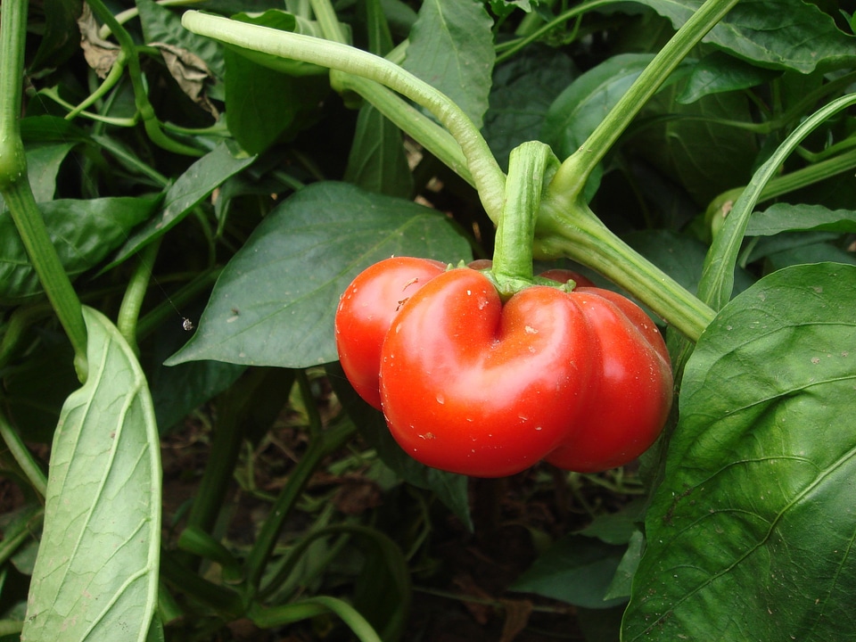 Garden farm vegetable photo