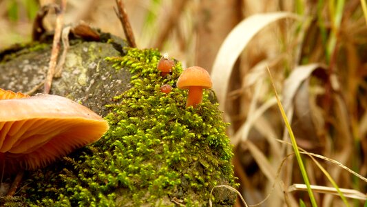 Eating mushroom closeup